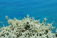 Juniperus macrocarpa