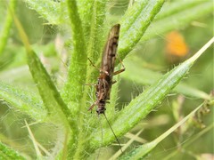 Zelandobius