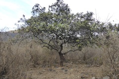 Colicodendron scabridum