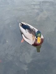 Anas platyrhynchos