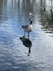 Branta canadensis
