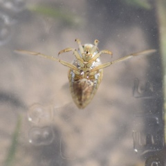 Notonecta unifasciata