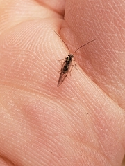 Dasydemellidae