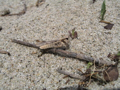 Dociostaurus jagoi occidentalis