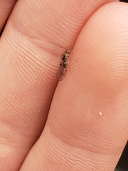 Dasydemellidae