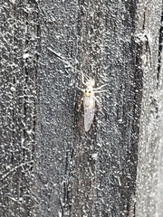 Dasydemellidae