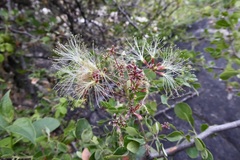 Pithecellobium excelsum