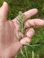Artemisia vulgaris