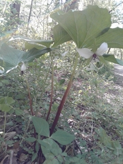Trillium rugelii