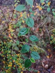 Cotoneaster dielsianus