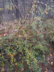 Cotoneaster dielsianus