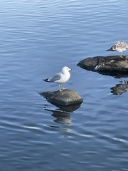 Larus delawarensis