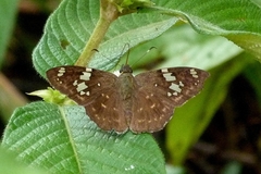 Celaenorrhinus similis