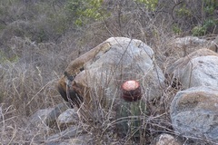 Melocactus peruvianus