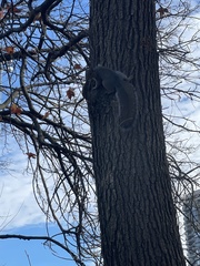 Sciurus carolinensis