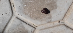 Scarabaeoidea