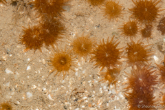 Polycyathus verrilli