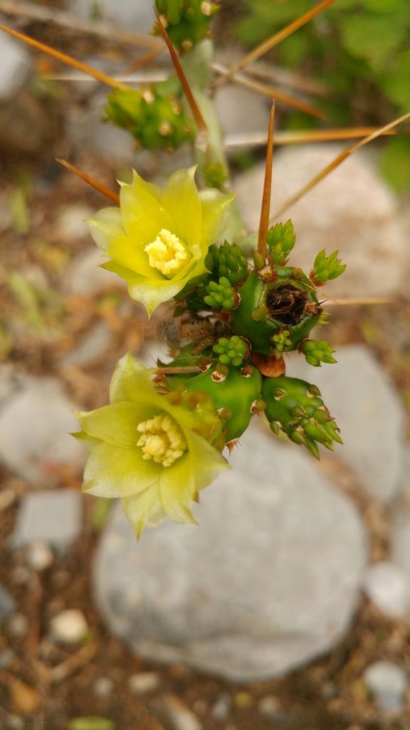 Christmas cholla
