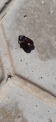 Scarabaeoidea