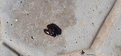Scarabaeoidea