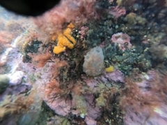 Ascidiella aspersa
