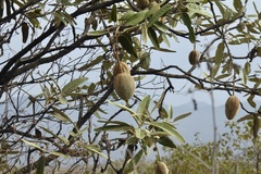 Colicodendron scabridum