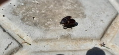 Scarabaeoidea