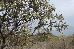 Colicodendron scabridum