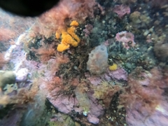 Ascidiella aspersa