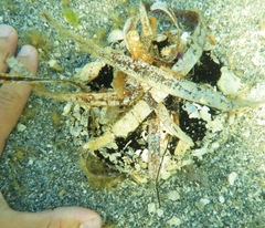 Clypeaster rosaceus