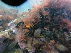 Ascidiella aspersa
