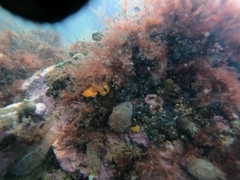 Ascidiella aspersa