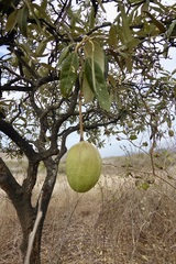 Colicodendron scabridum