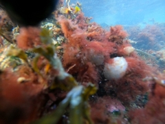 Ascidiella aspersa