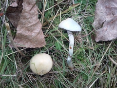 Stropharia pseudocyanea