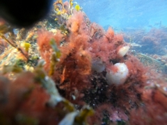 Ascidiella aspersa