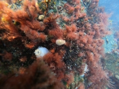 Ascidiella aspersa
