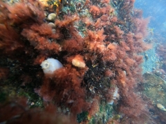 Ascidiella aspersa