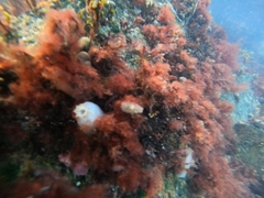 Ascidiella aspersa