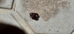 Scarabaeoidea