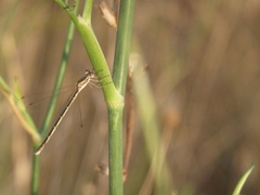Lestes virens virens