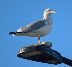 Larus argentatus