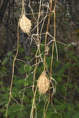 Luffa operculata