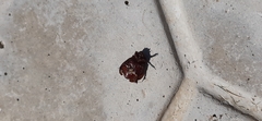 Scarabaeoidea
