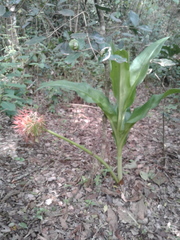 Scadoxus