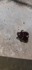 Scarabaeoidea