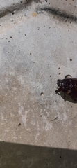 Scarabaeoidea