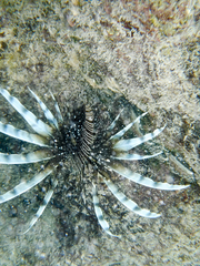 Pterois