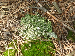 Cladonia turgida