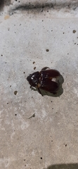 Scarabaeoidea